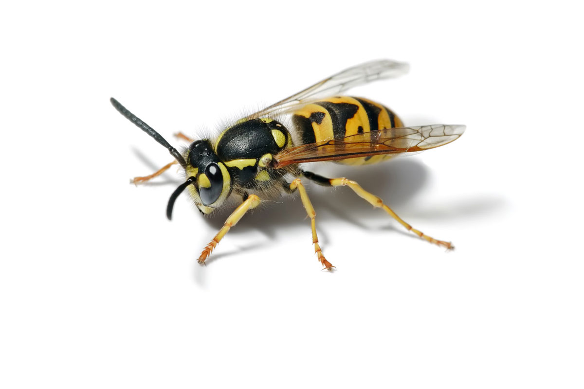 public/wp-content/uploads/2022/02/WASPS.jpg