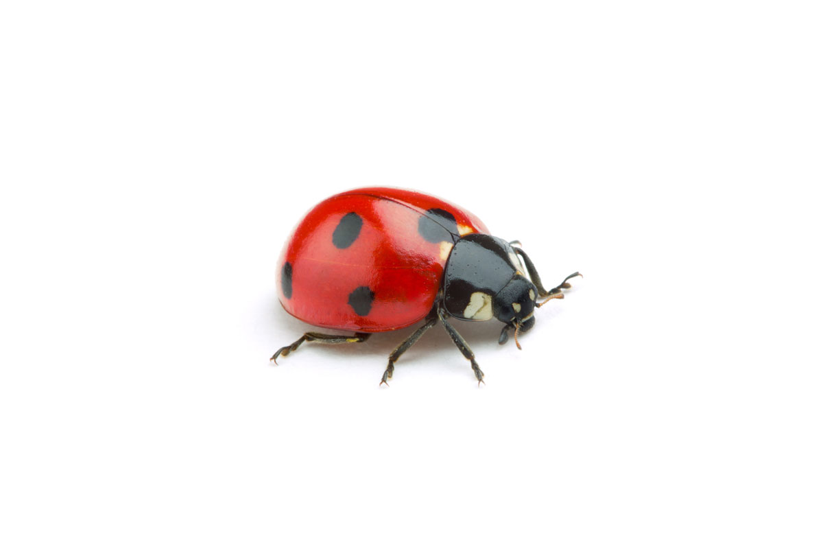 public/wp-content/uploads/2022/02/ladybirds.jpg
